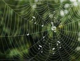 Researchers link patterns seen in spider silk, melodies