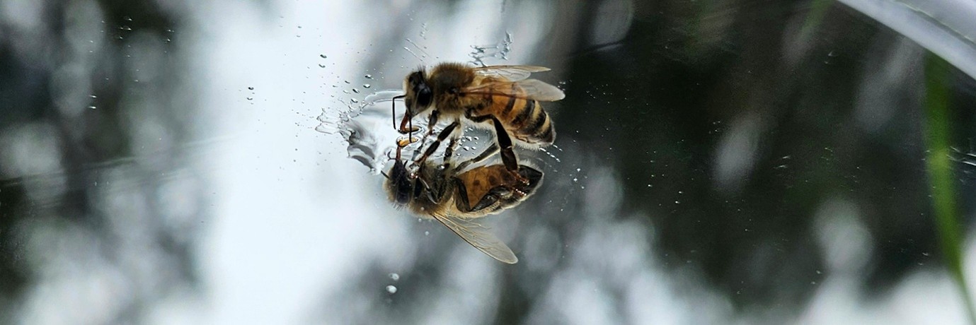 Can we use bees as a model of intelligent alien life to develop interstellar communication?